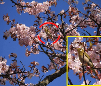 満開の千島桜とメジロ（5月22日）