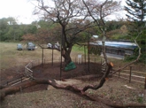 エゾヤマザクラ巨木の治療