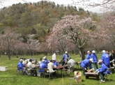 庶野桜公園の花見（2011年5月18日）