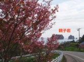 関山の開花と親子岩