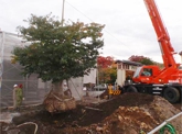 ソメイヨシノ古木の移植の写真1