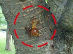 コスカシバ幼虫による幹枝の穿孔加害へインク