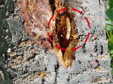 コスカシバ幼虫の写真2