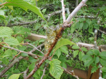 チシマザクラの枝に発生したヤニ状物