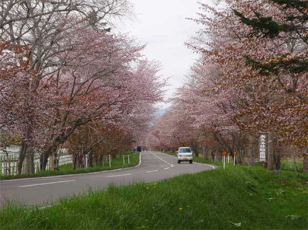 浦河町西舎の桜並木の写真1