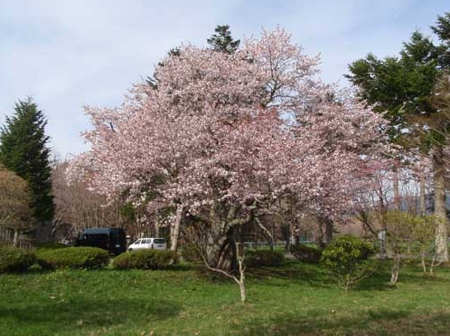 浦河町西舎の桜並木の写真2