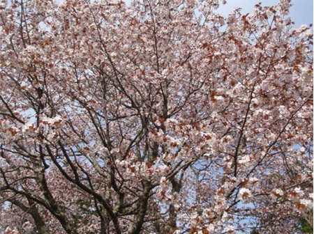 浦河町西舎の桜並木の写真3