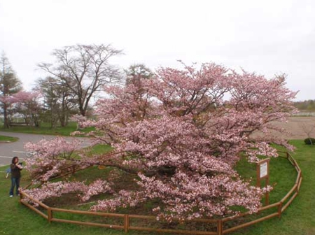 別海町野付小学校の千島桜の写真2