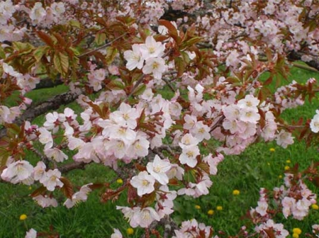 別海町野付小学校の千島桜の写真3