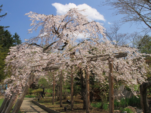 枝垂桜（しだれざくら）の開花（5月8日）