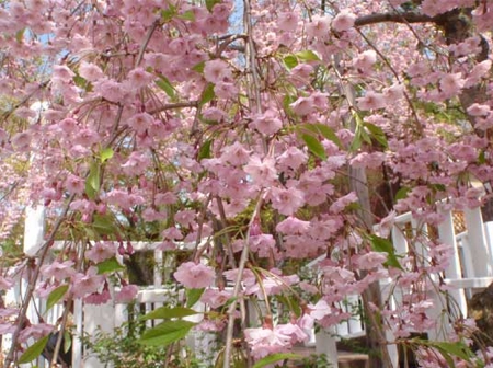 小樽市朝里川温泉宏楽園の桜2