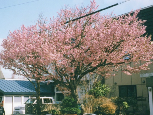 枝幸百年桜の開花（2011年5月24日）